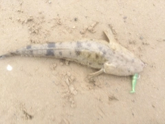 マゴチの釣果