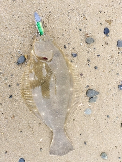 ヒラメの釣果