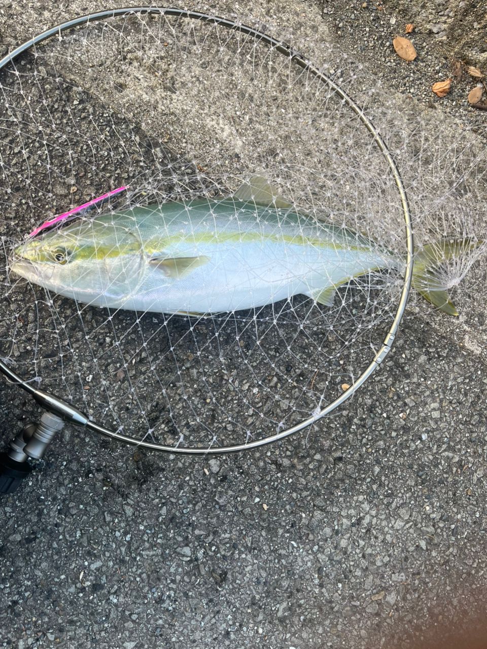 ハマチ