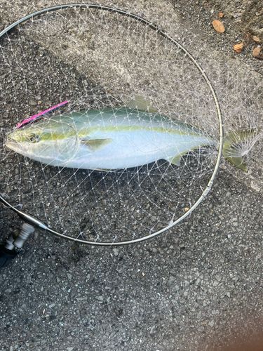 ハマチの釣果