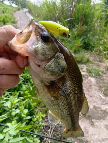 ラージマウスバスの釣果