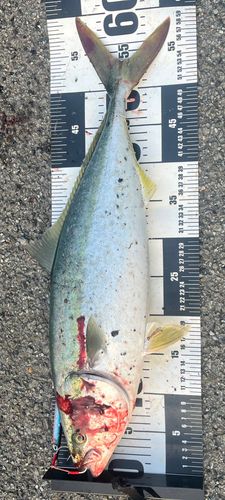 ワラサの釣果