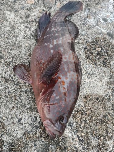 キジハタの釣果