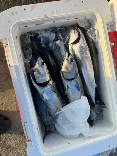ソウダガツオの釣果