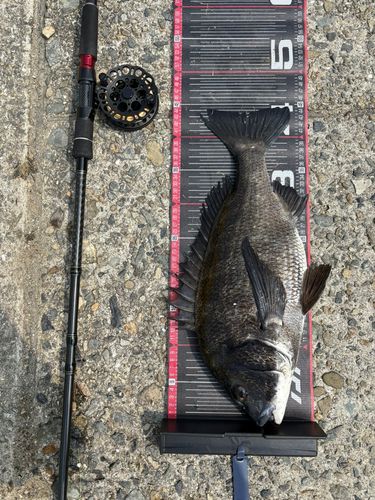 チヌの釣果