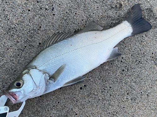 ヒラスズキの釣果