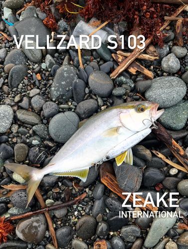 ショゴの釣果
