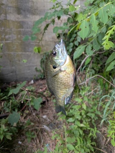 ブルーギルの釣果