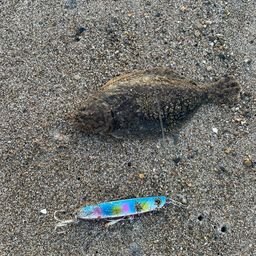 ヒラメ