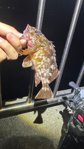 カサゴの釣果