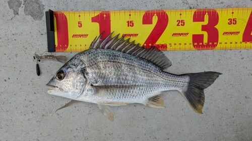 キビレの釣果