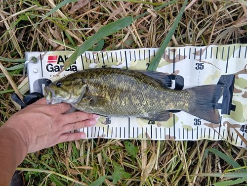 スモールマウスバスの釣果