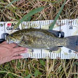 スモールマウスバス