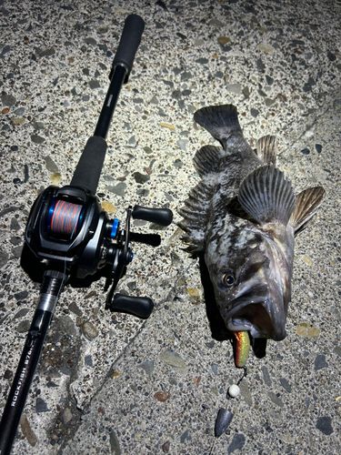 クロソイの釣果