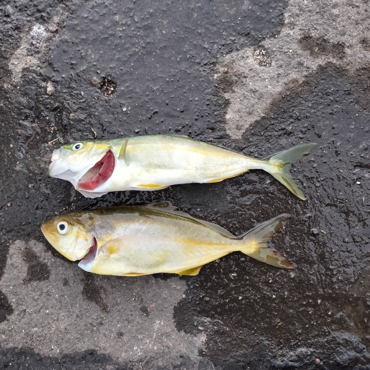 ブリ
