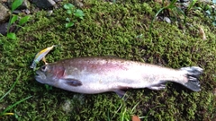 ニジマスの釣果