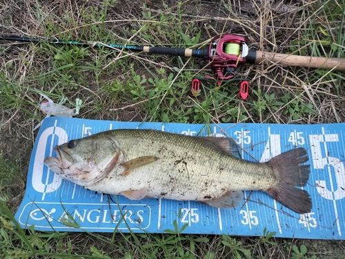 ブラックバスの釣果