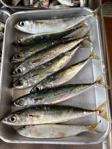 サバの釣果
