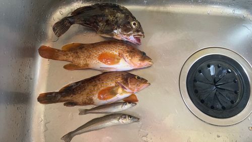 キジハタの釣果