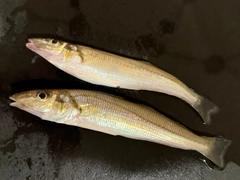 シロギスの釣果