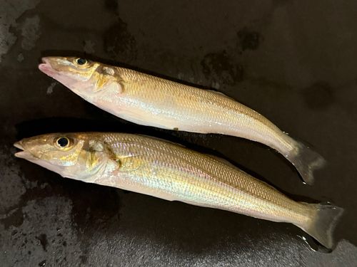 シロギスの釣果