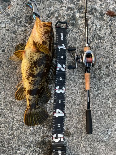 ベッコウゾイの釣果