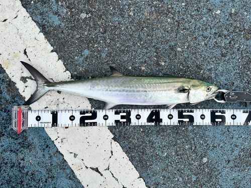 サゴシの釣果