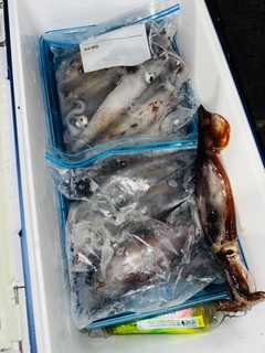 ケンサキイカの釣果
