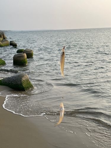 キスの釣果