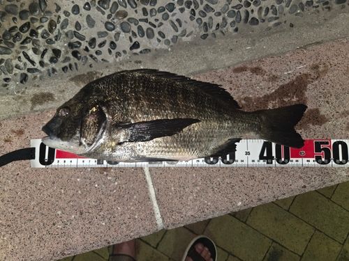 クロダイの釣果
