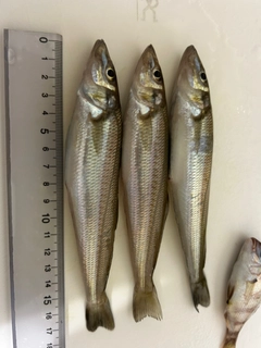 キスの釣果