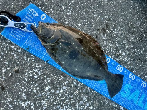 ヒラメの釣果