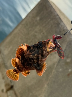 ムラソイの釣果