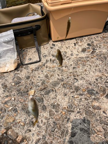 カワムツの釣果