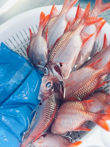 アカマツカサの釣果