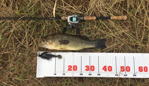 ブラックバスの釣果