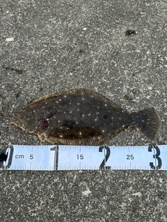 ヒラメの釣果