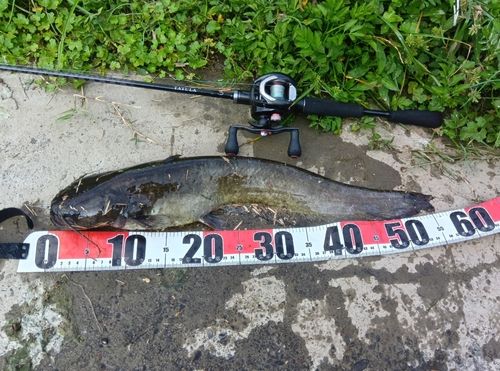 ナマズの釣果