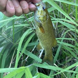 スモールマウスバス