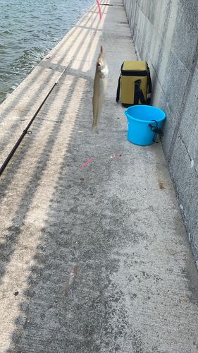 キスの釣果