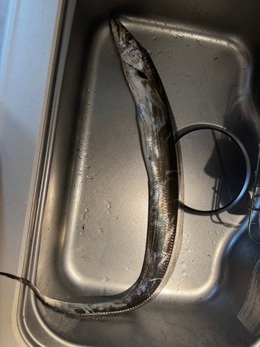 タチウオの釣果