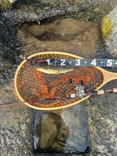 アメマスの釣果