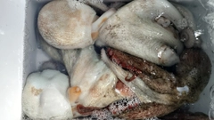 マダコの釣果