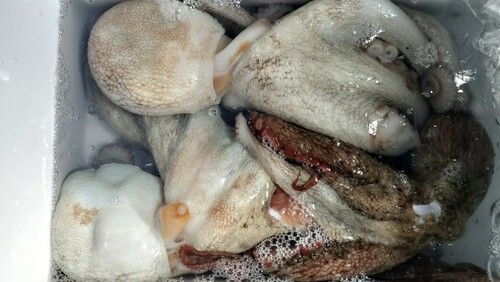 マダコの釣果