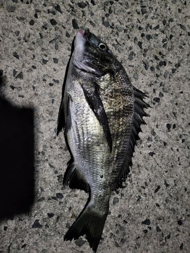 チヌの釣果