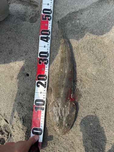 マゴチの釣果