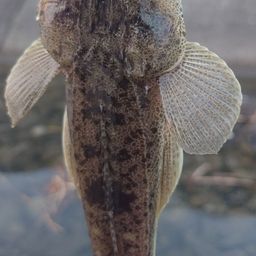 マゴチ