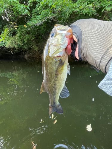 ラージマウスバスの釣果