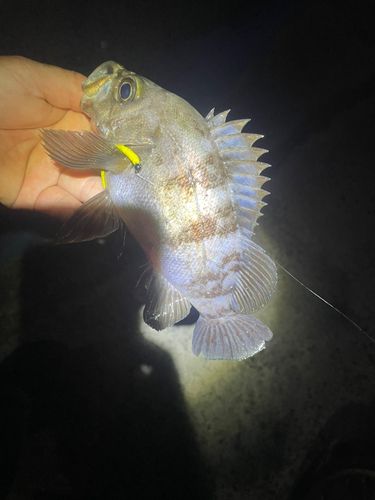 クロメバルの釣果