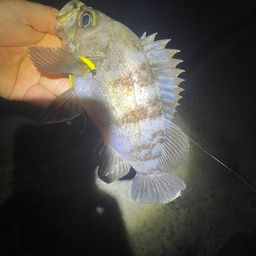 クロメバル